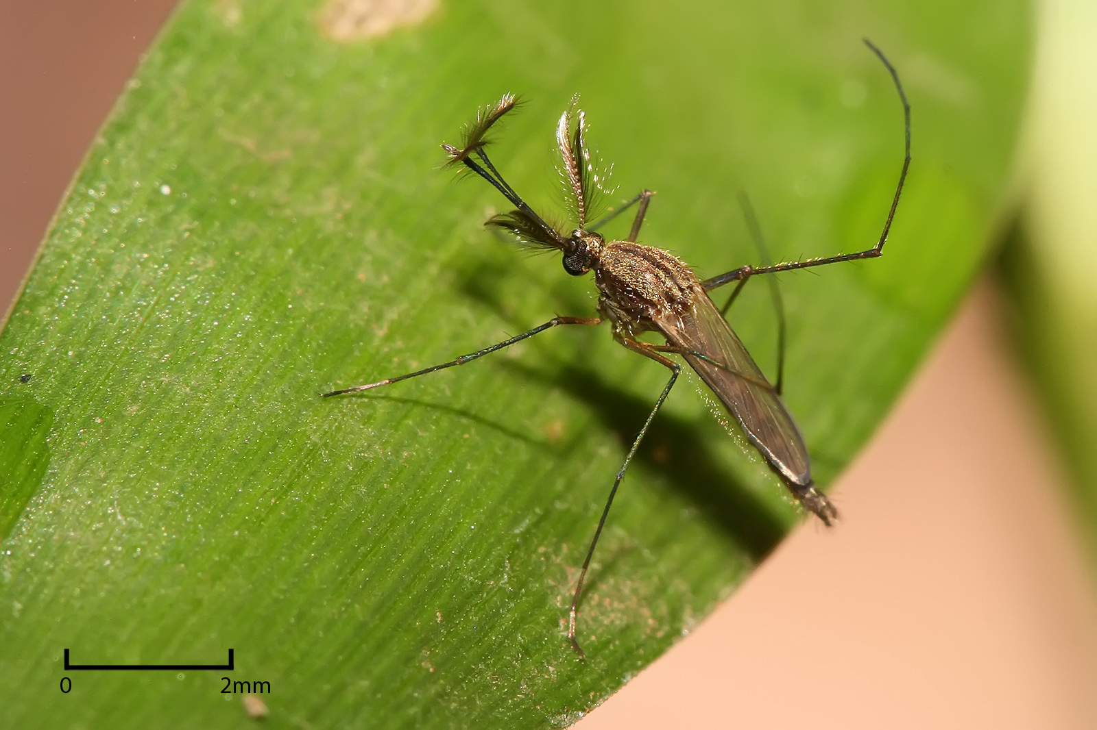 Muỗi Culex (Culex spp.)